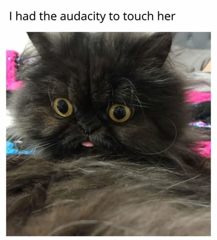 Cats Gone Wild: 67 Memes of Crazy Cat Playtime!