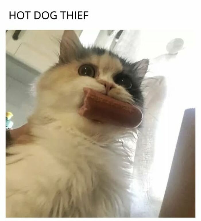Cats Gone Wild: 67 Memes of Crazy Cat Playtime!