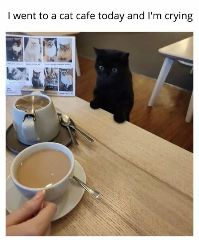 Cats Gone Wild: 67 Memes of Crazy Cat Playtime!