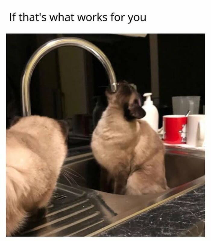 Cats Gone Wild: 67 Memes of Crazy Cat Playtime!