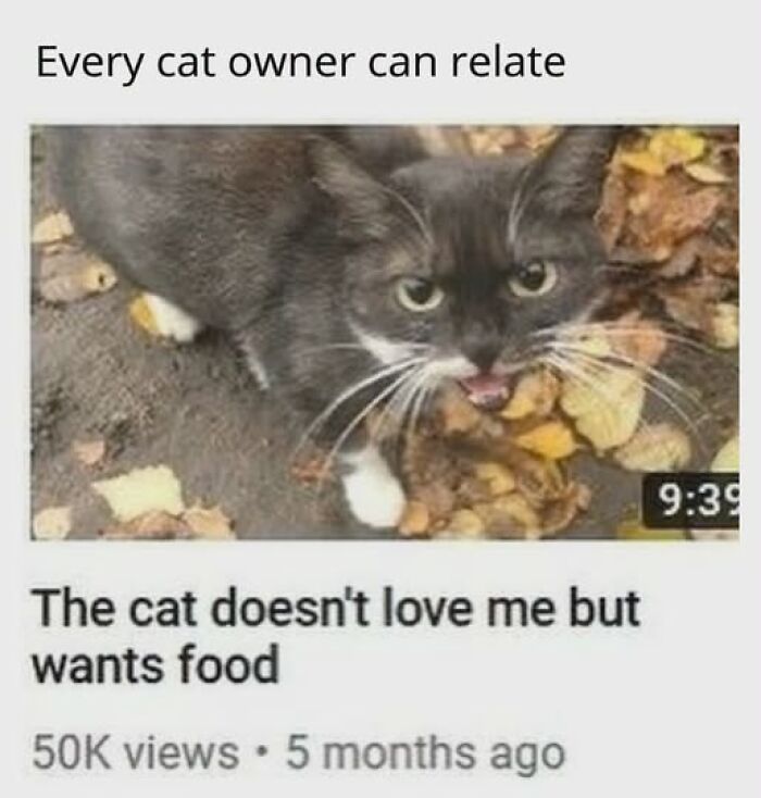Cats Gone Wild: 67 Memes of Crazy Cat Playtime!