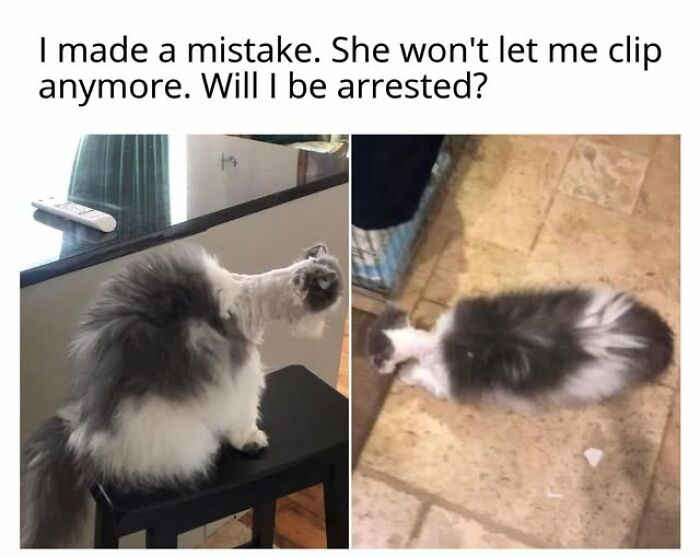 Cats Gone Wild: 67 Memes of Crazy Cat Playtime!