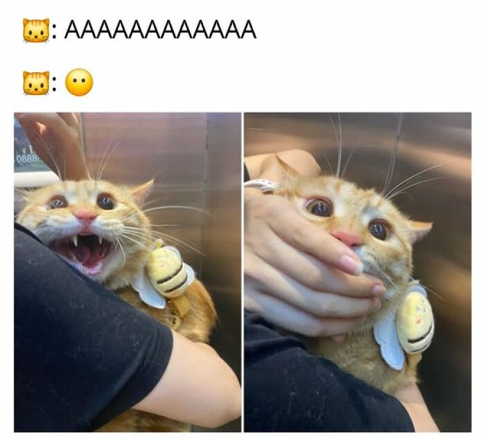Cats Gone Wild: 67 Memes of Crazy Cat Playtime!