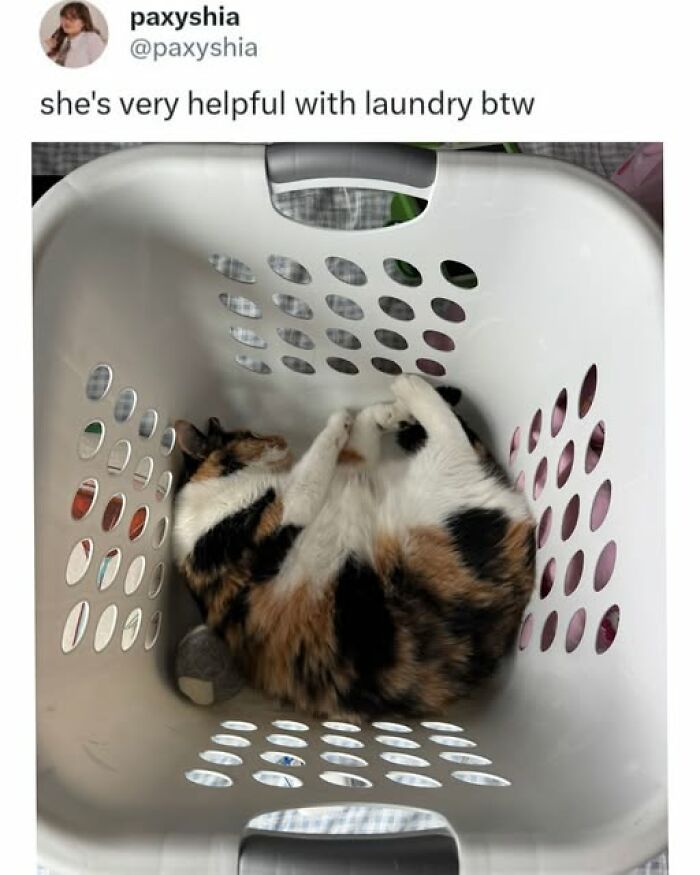 Cats Gone Wild: 67 Memes of Crazy Cat Playtime!
