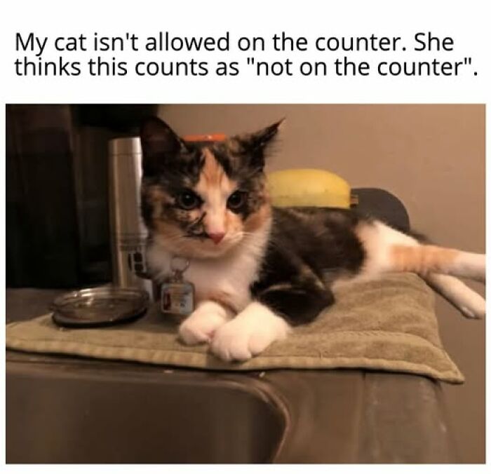 Cats Gone Wild: 67 Memes of Crazy Cat Playtime!