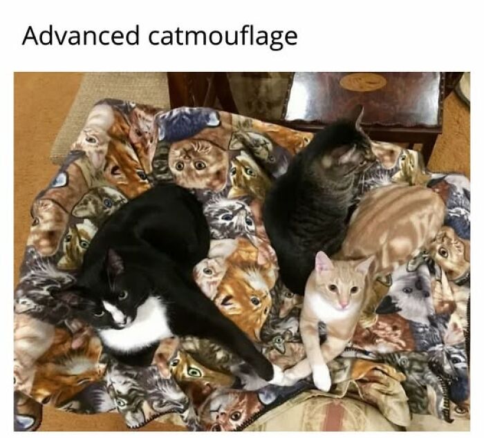 Cats Gone Wild: 67 Memes of Crazy Cat Playtime!