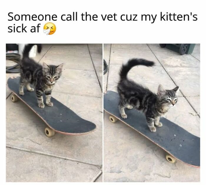 Cats Gone Wild: 67 Memes of Crazy Cat Playtime!