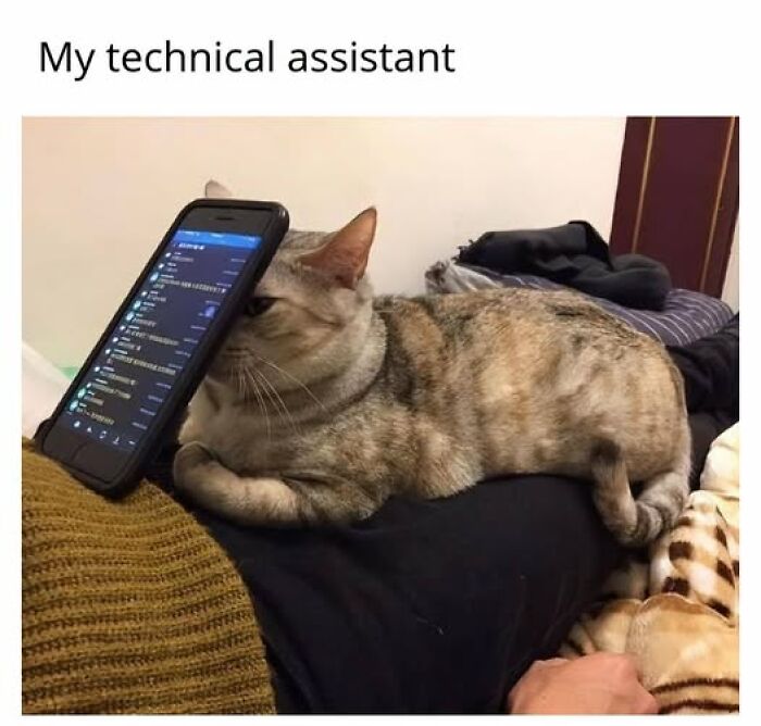 Cats Gone Wild: 67 Memes of Crazy Cat Playtime!