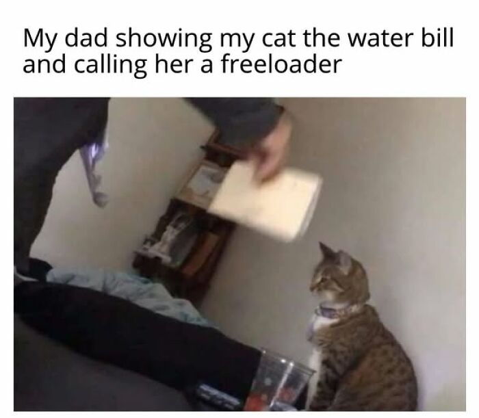 Cats Gone Wild: 67 Memes of Crazy Cat Playtime!