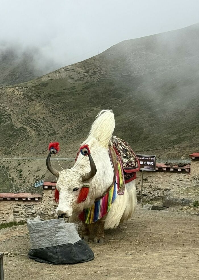 Yak Squad Hanging Out, Tibet