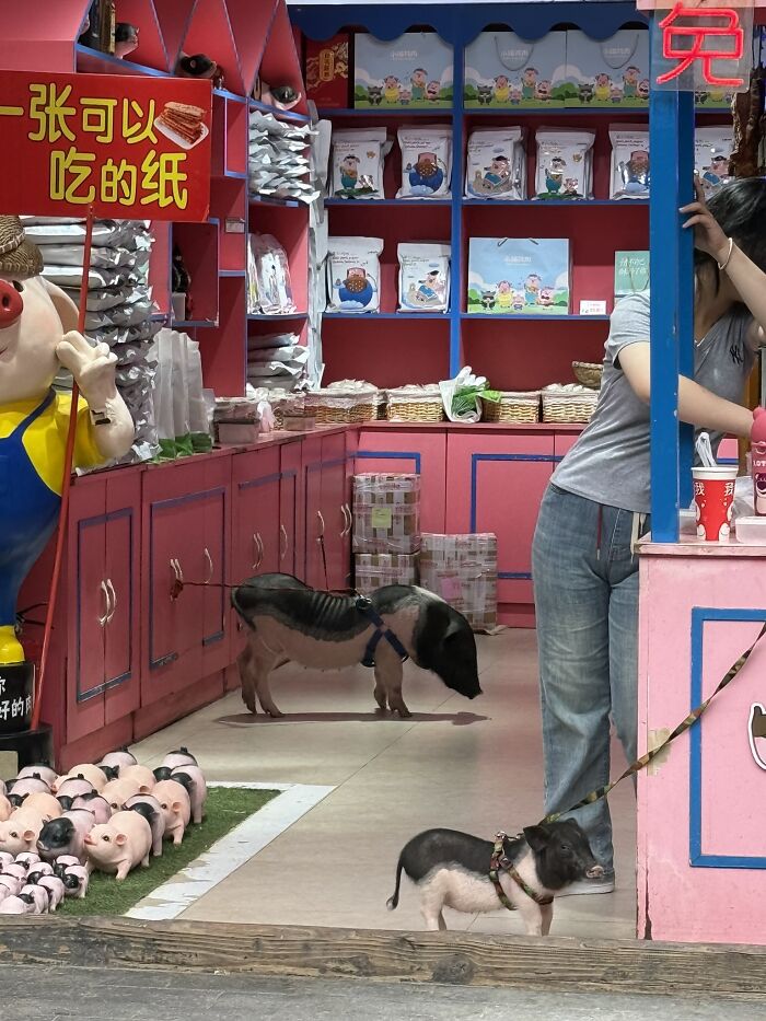 Piggy Pets in a Pingyao Shop! Yes, Really.
