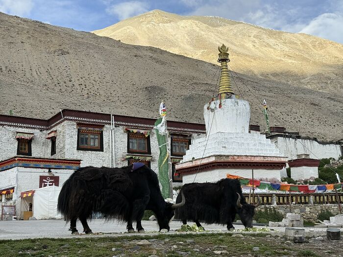 Yak Pal at Rongbuk Monastery, Tibet