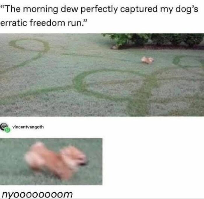 Wait, They Actually Ranked These Hilariously Bizarre Memes?