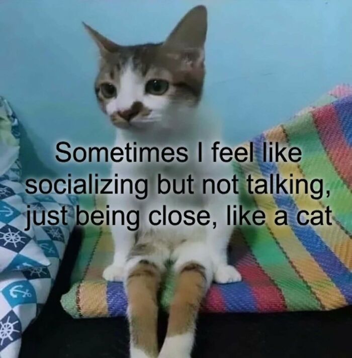 Wait, They Actually Ranked These Hilariously Bizarre Memes?