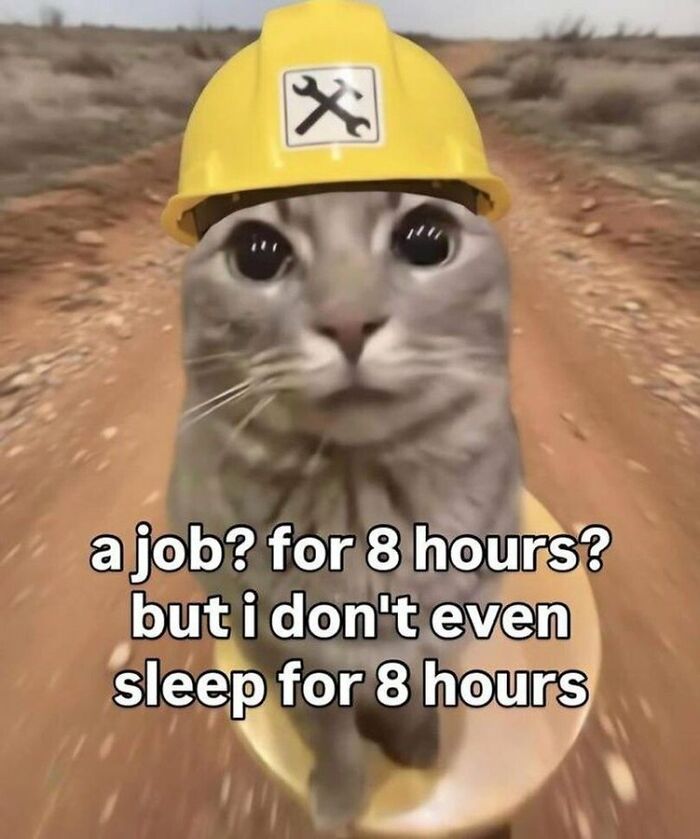 Wait, They Actually Ranked These Hilariously Bizarre Memes?