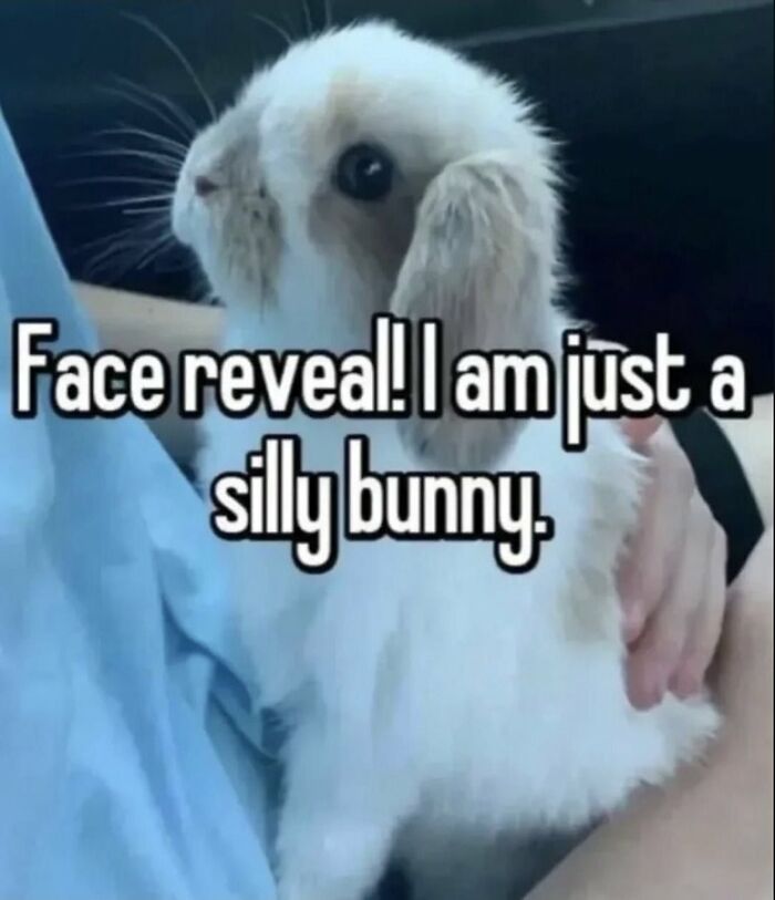 Wait, They Actually Ranked These Hilariously Bizarre Memes?