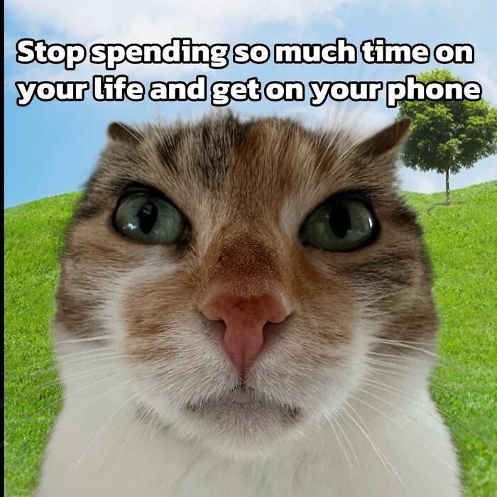 Wait, They Actually Ranked These Hilariously Bizarre Memes?