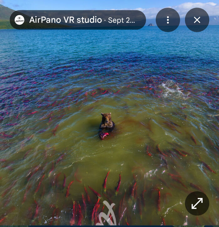 Bear Stuck In A Salmon Party