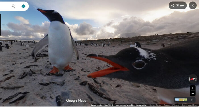 Penguins On The Loose?