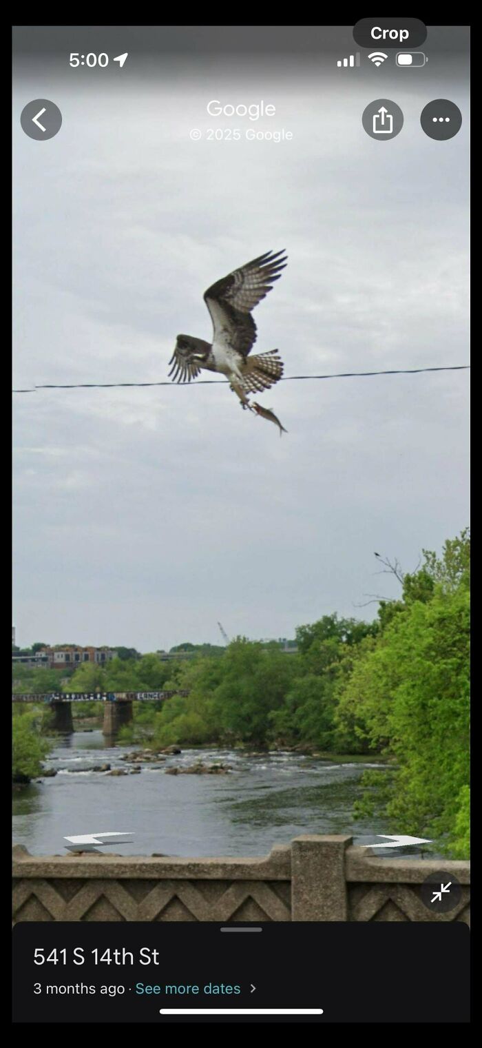 Falcon’s Fish Catch Like A Boss