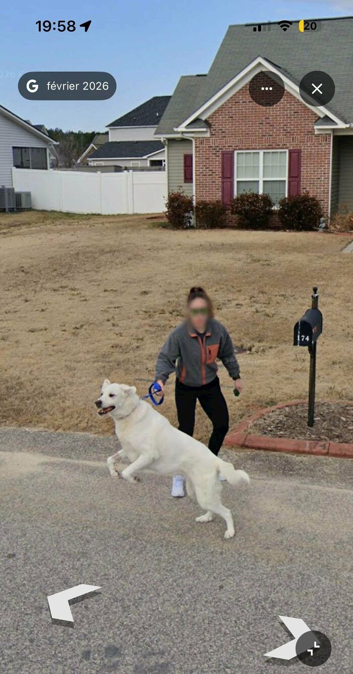 My Dog Totally Attacked The Google Car