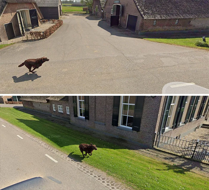 Dog Runs Alongside Google Maps Car Like Besties