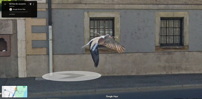 Pigeon Carrying A Stick Like A Boss
