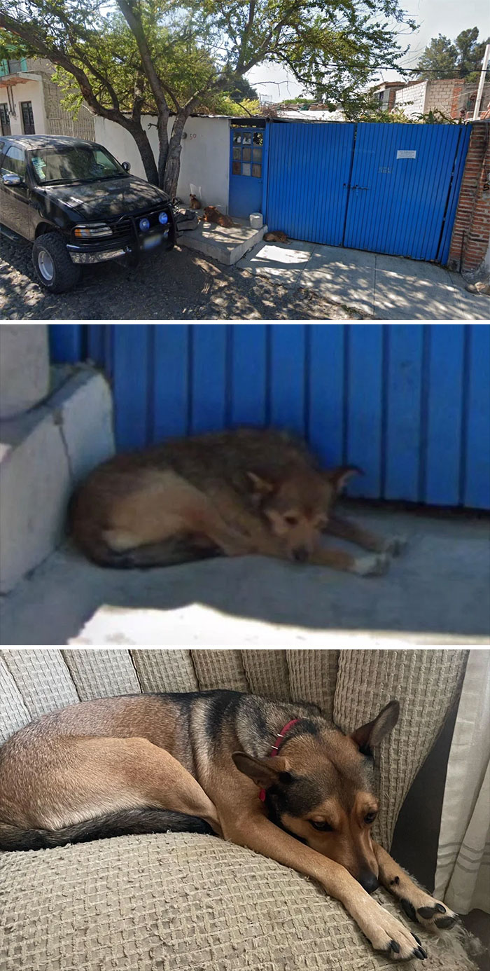 Found My Dog Living A Street Dog Life 1,300 Miles Away!