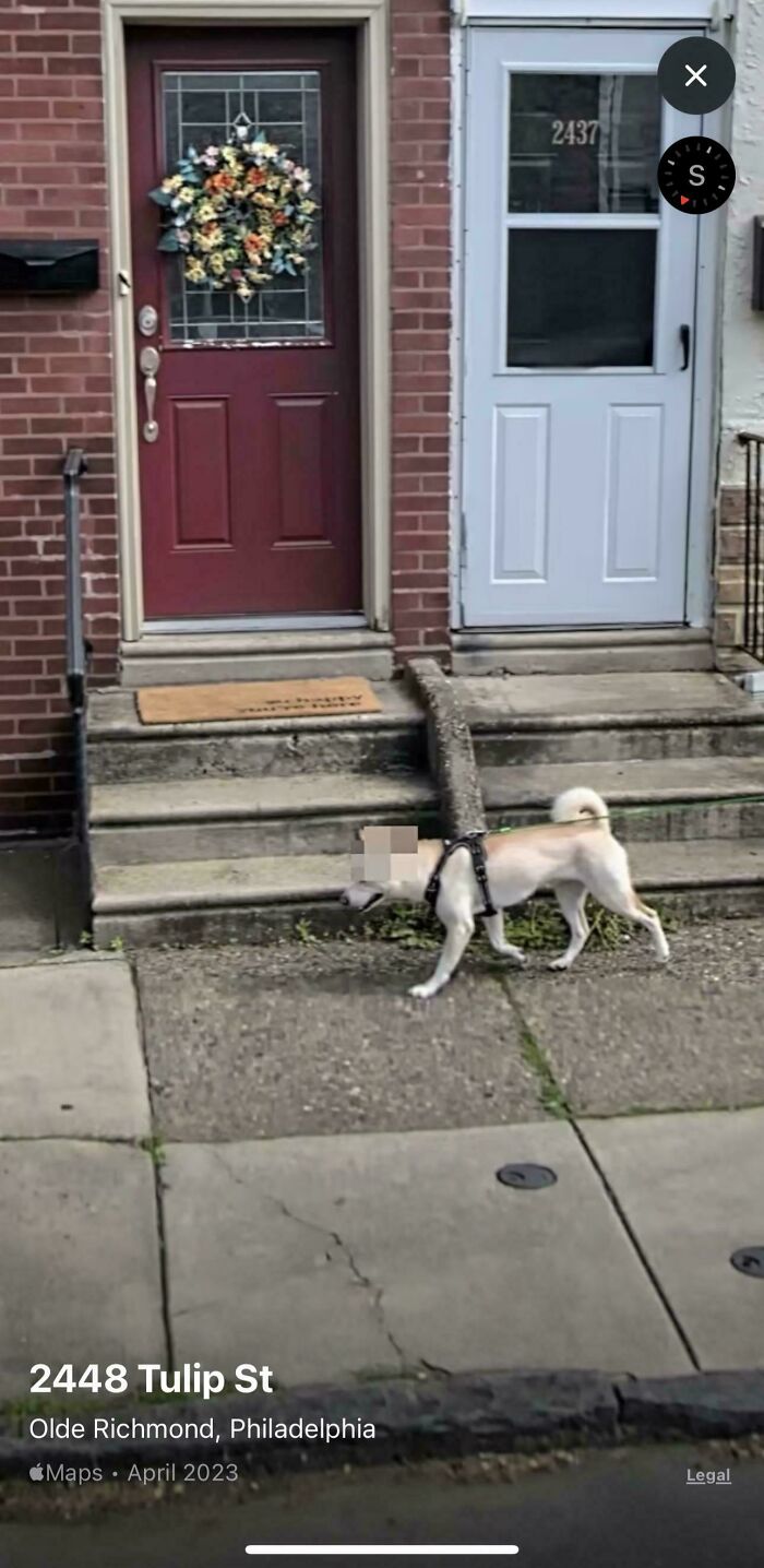 This Dog’s Identity Is Top Secret