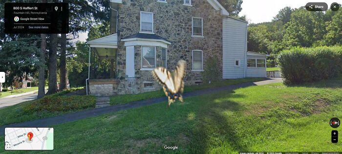 Butterfly Landing Like A Boss