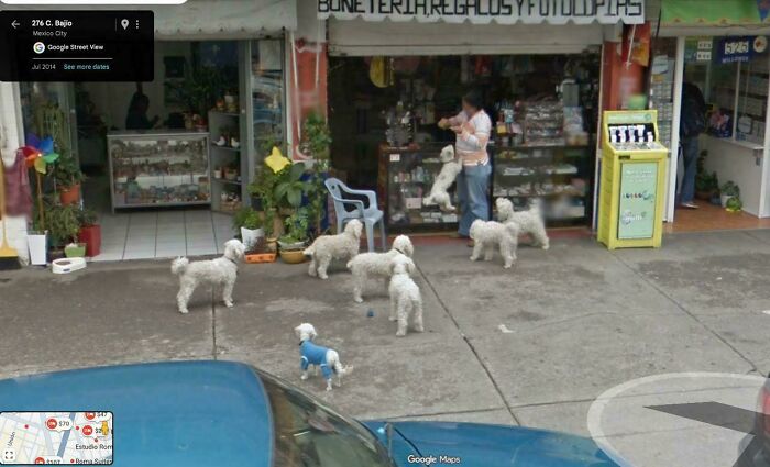 Poodle Gang Taking Over Mexico City
