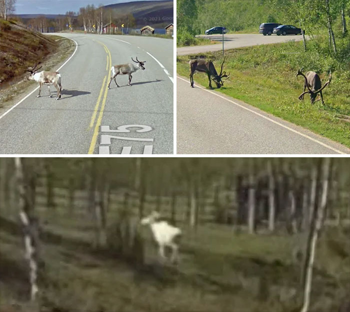 Reindeer Repeats Themselves Like A Google Remix