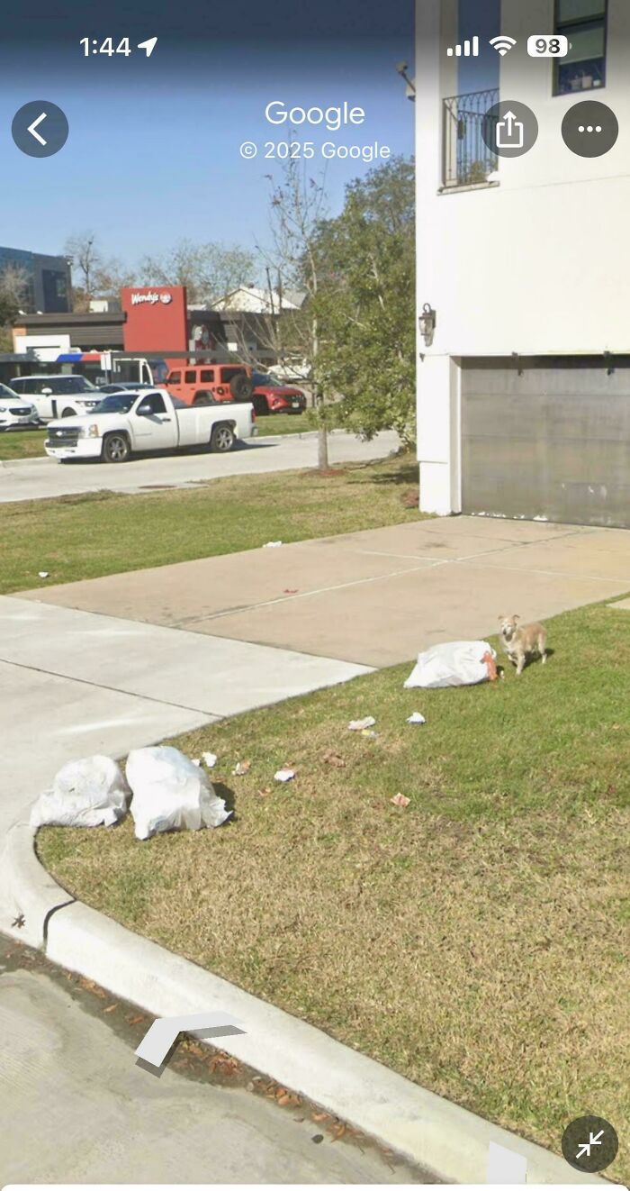 Dog Raids Trash Like A Pro