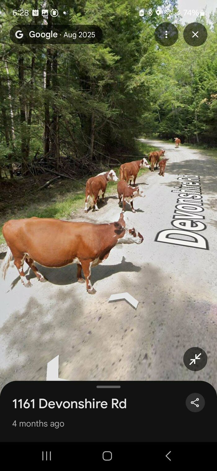 Cows Lost In The Woods?