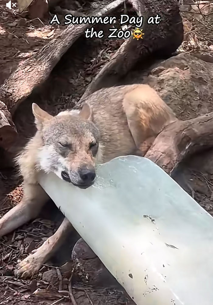 Wait, Europe's Actually Melting? Check Out These Wild Heatwave Pics!