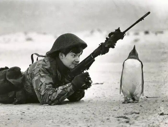 A Penguin Salutes a British Soldier After the Falklands War