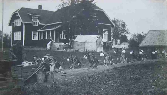 Border Patrol Dogs Chillin’ and Waiting for Dinner in Finland, 1940