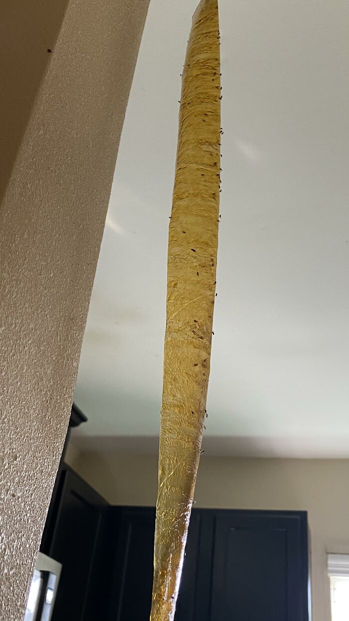 Roommate’s Door Opens to a Fly Invasion