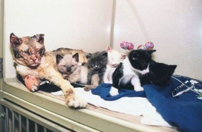 Cat Runs Into Burning Building 5 Times To Save Kittens, Because Mom Goals