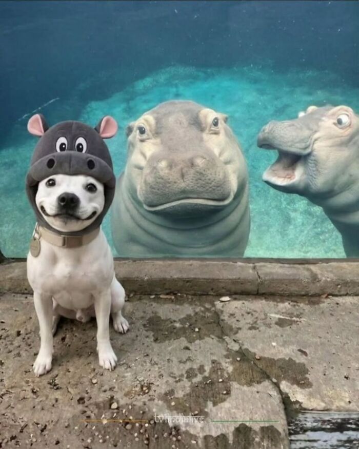 Hippo Photobombs Dog’s Dreamy Zoo Pic
