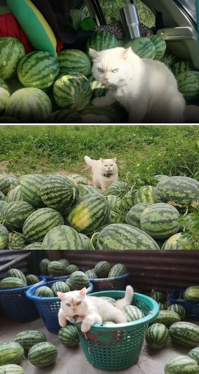 Meet Pearl, The Cat Who Guards Watermelons Like It’s Fort Knox