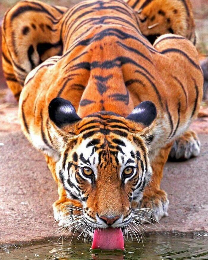 Wow! Check Out This Stunning Shot By @mihirwildmahajan