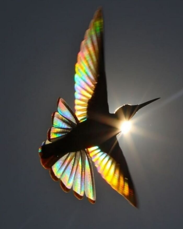 Sunlight Makes Hummingbird Wings Rainbow Magic