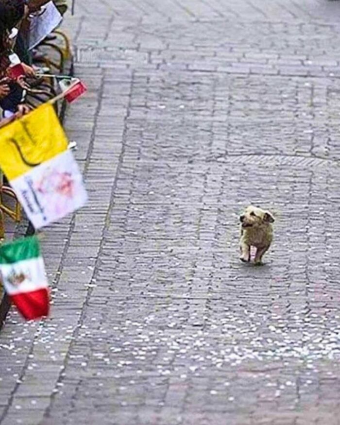 Dog Crashes Pope's Parade Like He Owns The Place