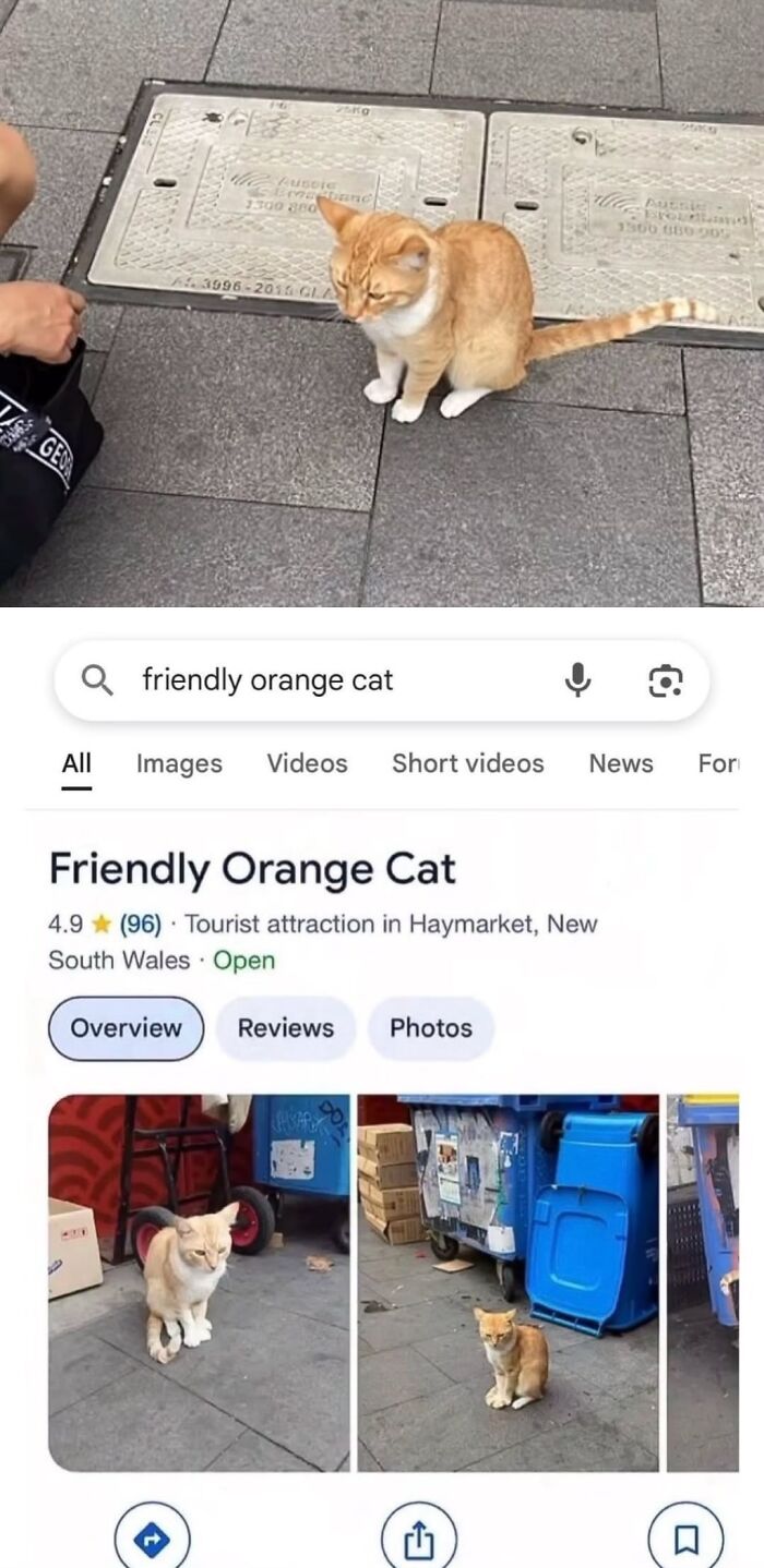 Orange Cat Gets A 4.9-Star Rating On Google Maps By Just Chillin’