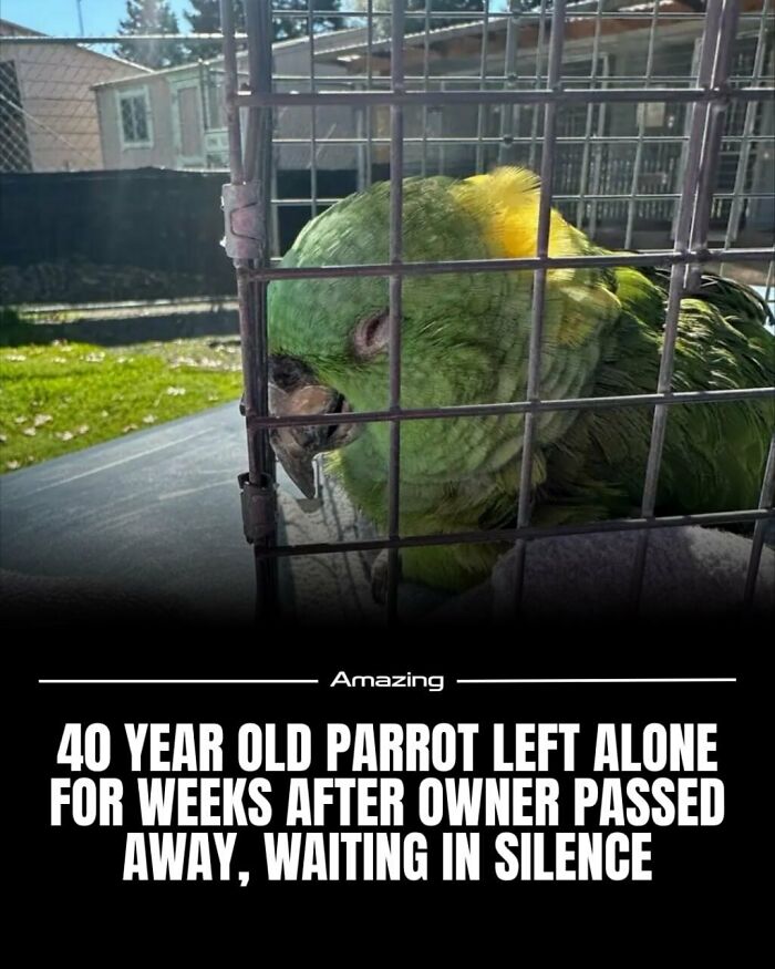 40-Year-Old Parrot Waited Alone, Then Found New Family