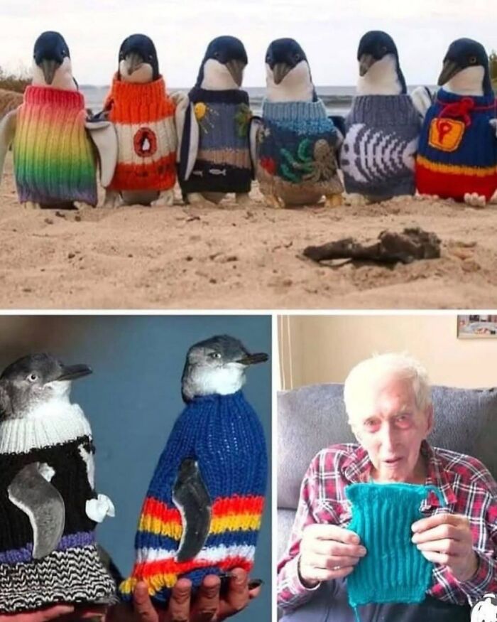110-Year-Old Australia Legend Knits Penguins Sweaters