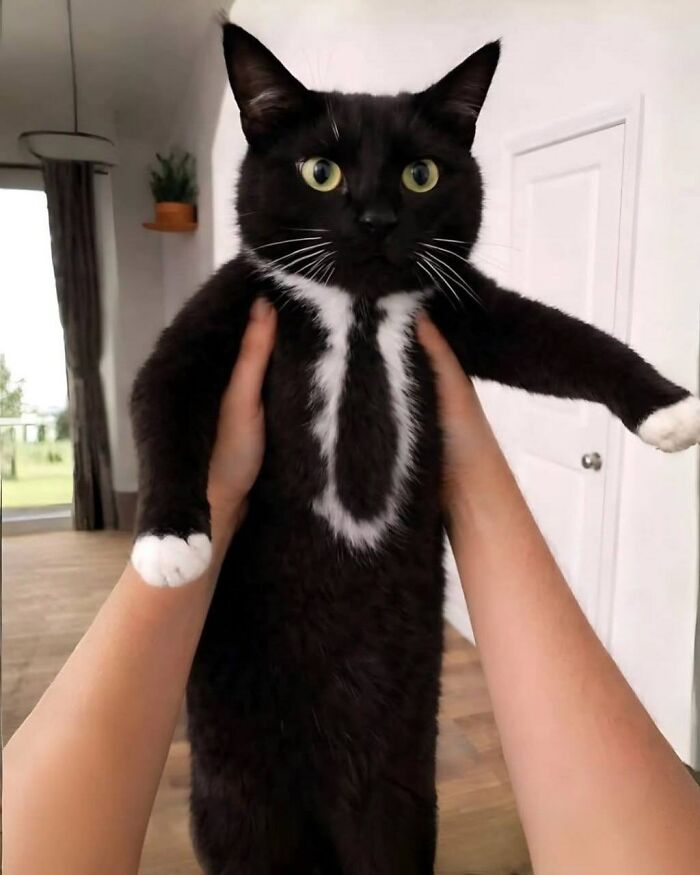 Cat With A Natural Suit And Tie Fur Pattern? Yes, Please!