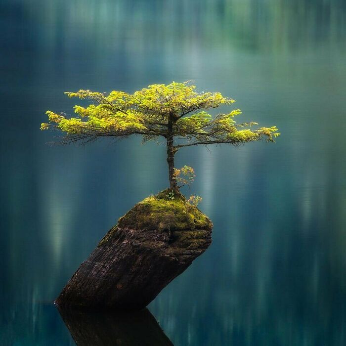 Tiny Fir Tree Pops Out Of A Sunken Log—Nature’s Sneaky Comeback