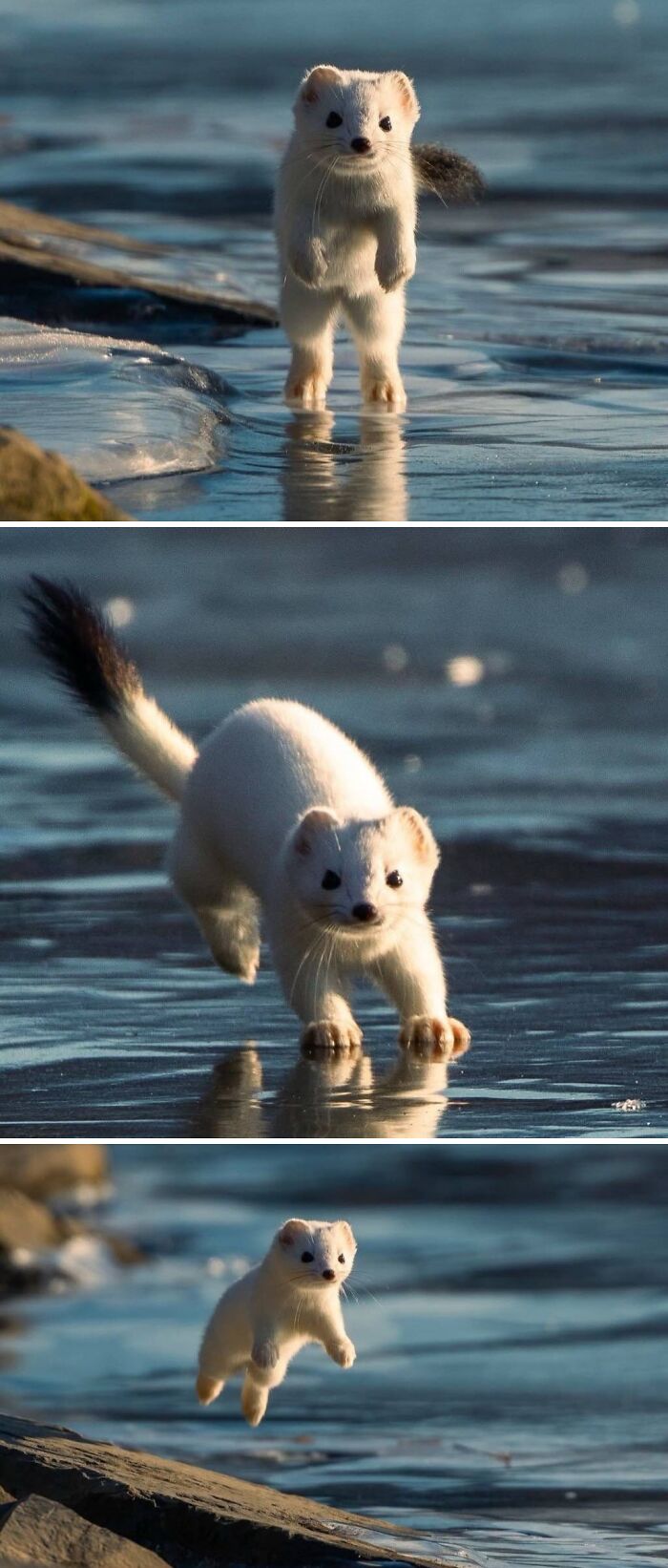 White Ermine Sprinting Across Alaskan Ice? Adorable And Speedy!